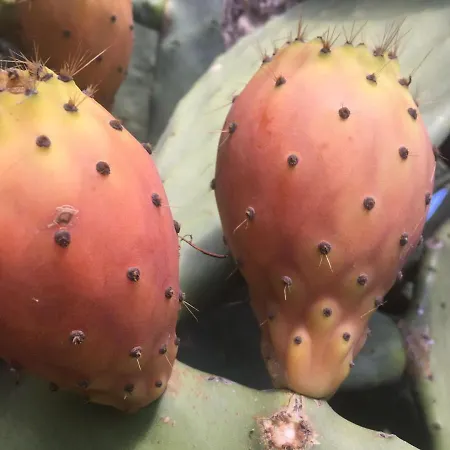 Il Giardino Degli Agrumi *