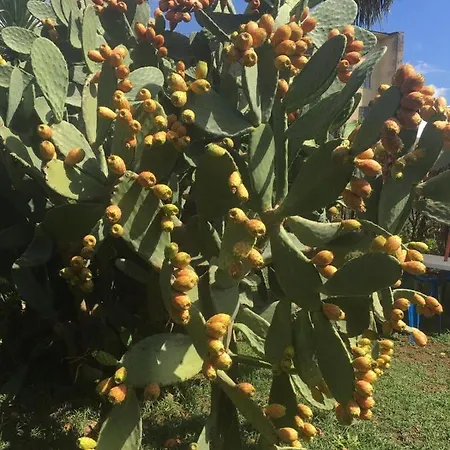 Il Giardino Degli Agrumi Holiday home *