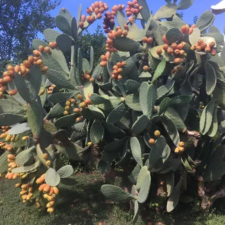 Holiday home Il Giardino Degli Agrumi Caserta