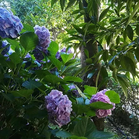Il Giardino Degli Agrumi Holiday home *