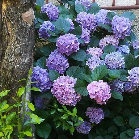 Il Giardino Degli Agrumi Holiday home *